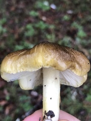 Tricholoma sejunctum