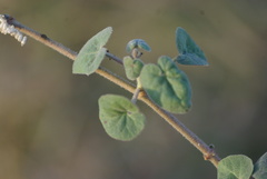 Pergularia daemia daemia