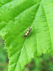 Micropterix aureatella