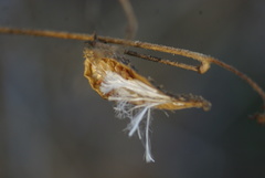 Pergularia daemia daemia