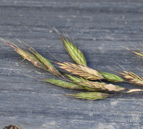 Japanese brome