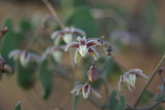 Pergularia daemia daemia