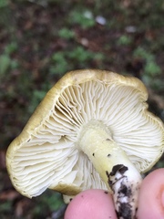 Tricholoma sejunctum