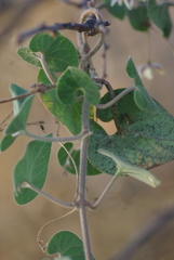 Pergularia daemia daemia