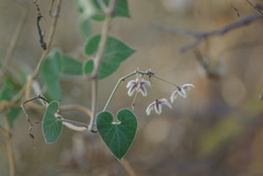 Pergularia daemia daemia