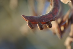 Vachellia robusta clavigera