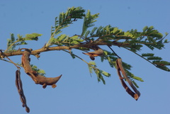 Vachellia robusta clavigera