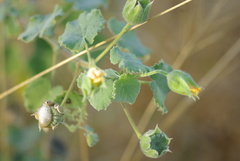 Abutilon grandiflorum