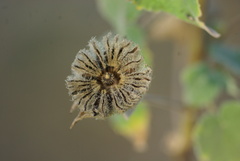 Abutilon grandiflorum