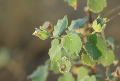 Abutilon grandiflorum