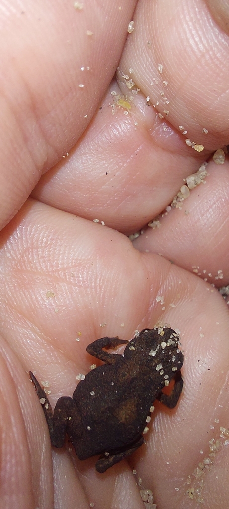 Restinga Toadlet