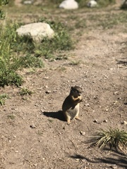Otospermophilus variegatus