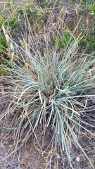 Lomandra collina