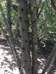 Leuenbergeria guamacho