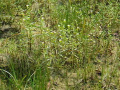 Gratiola quartermaniae