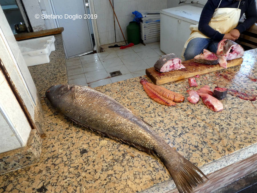 Brown Meagre from Dakhla on November 15, 2019 at 07:41 PM by Stefano ...