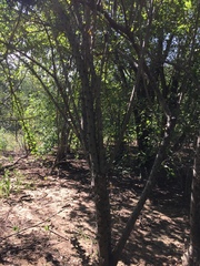 Leuenbergeria guamacho