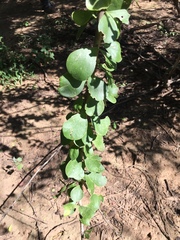 Leuenbergeria guamacho