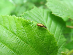 Rhagonycha nigriventris