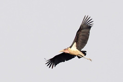Marabou Stork photo 2