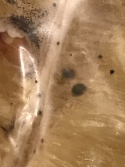 Penicillium digitatum