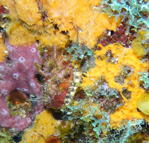 Spondylus americanus, 2025-08-31