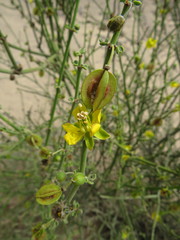 Bulnesia retama