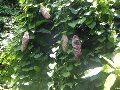 Aristolochia gigantea