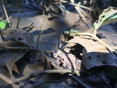 Leptodactylus poecilochilus