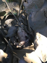 Leptodactylus poecilochilus