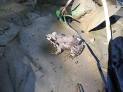 Leptodactylus poecilochilus