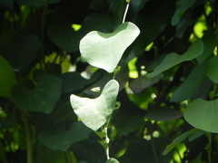 Aristolochia gigantea