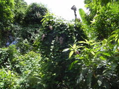 Aristolochia gigantea