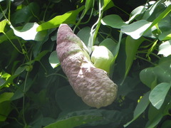 Aristolochia gigantea