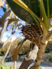 Magnolia grandiflora