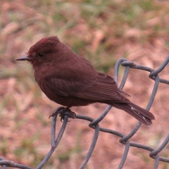 Pyrocephalus rubinus obscurus
