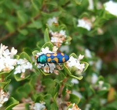 Castiarina flavopicta