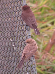 Pyrocephalus rubinus obscurus
