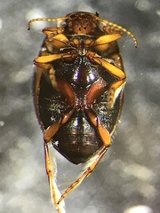 Clarkhydrus spectabilis