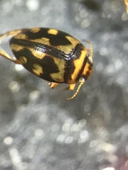 Clarkhydrus spectabilis