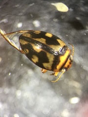 Clarkhydrus spectabilis