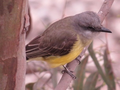 Tyrannus melancholicus