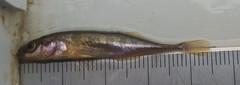 Pungitius pungitius