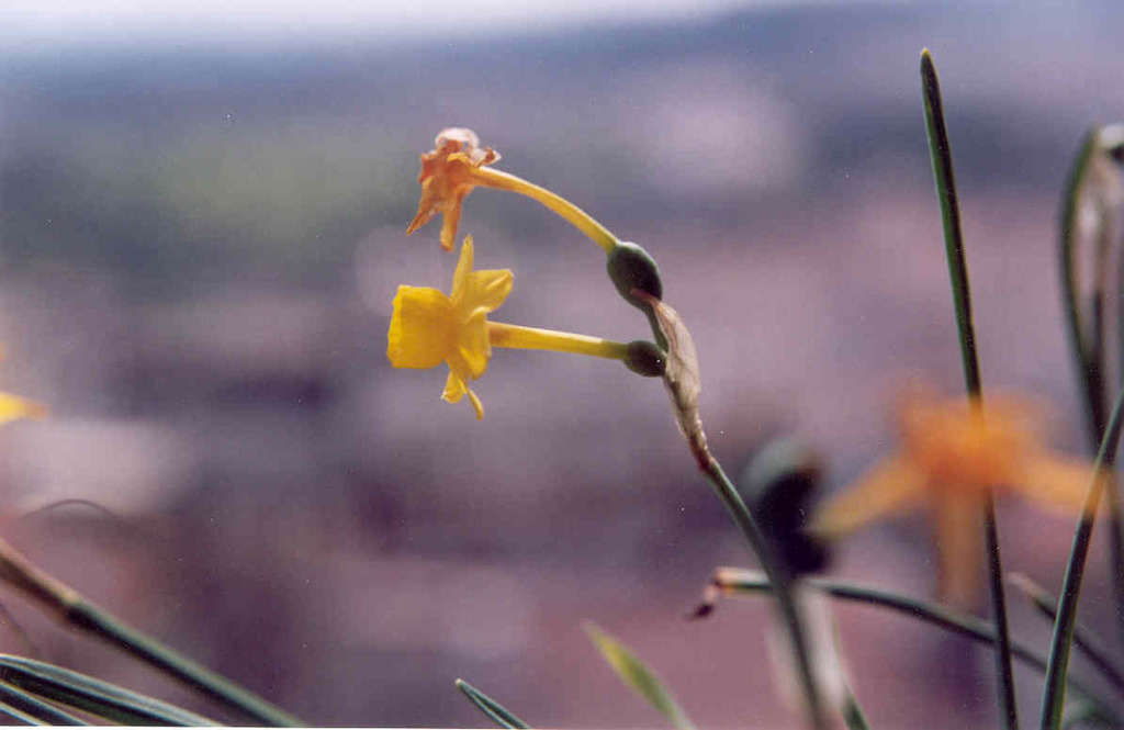 Narcissus calcicola; photograph (c) zebedeugalinha, some rights reserved (CC BY)