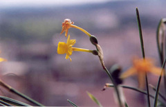 Narcissus calcicola