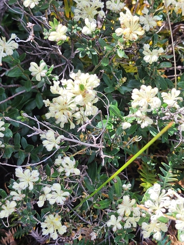 Woolly-flowered Grevillea (Grevillea pilulifera)