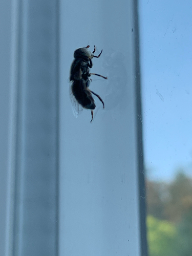 Unknown species found near Louise Rd, Ladysmith, BC, CA