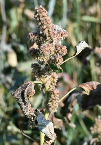 Redroot Amaranth