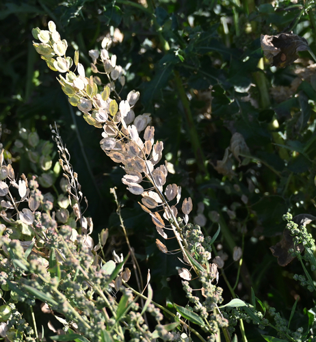 field penny-cress