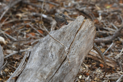 Oplurus cyclurus